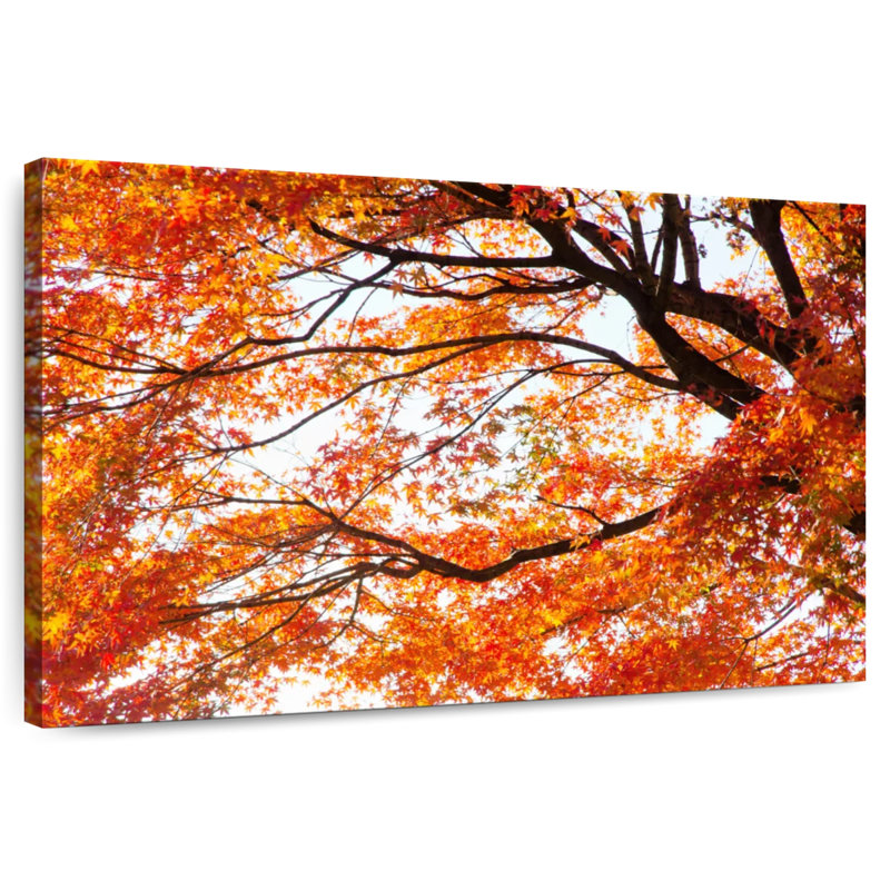 Alvord acer Palmatum en automne, H 16 po x l 24 po