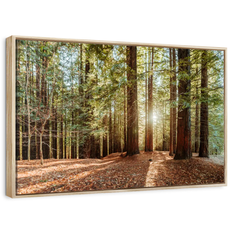 Séquoia avec rayons de soleil, Cadre flottant en bois naturel, 37 po x 25 po