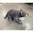 Tasmanian Devil Life Size Statue