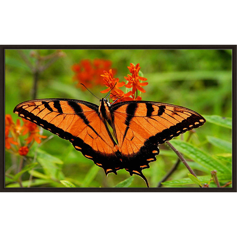 «Metallic Butterfly», reproduction de photo, H 21,5 po x l 33,5 po x P 2 po, Cadre flottant espresso