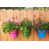 Hot Pink/Green/Blue/Brown is out of stock