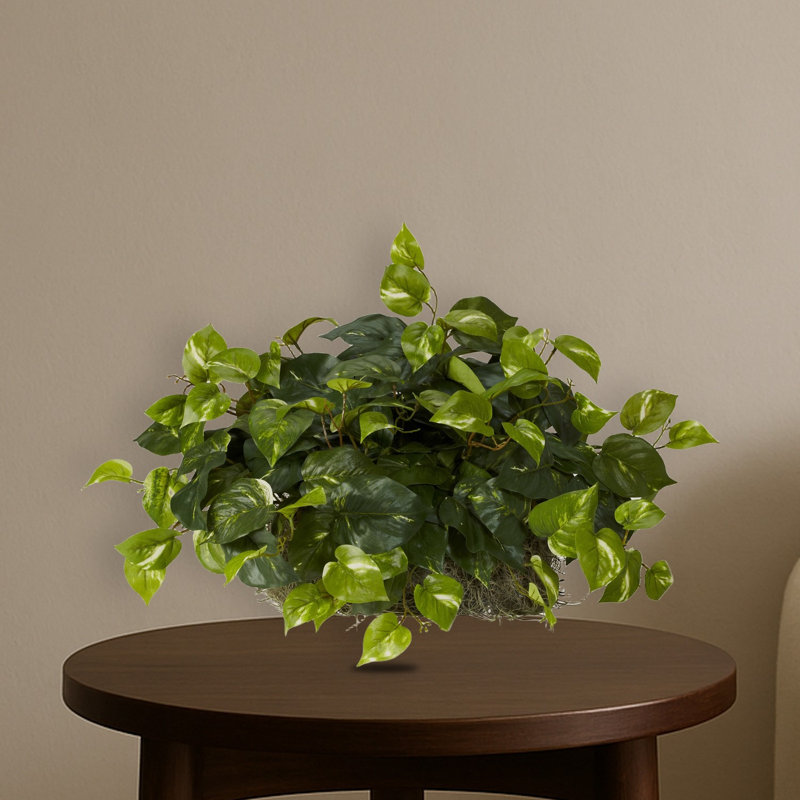 Pothos Ledge Plant Silk Plant