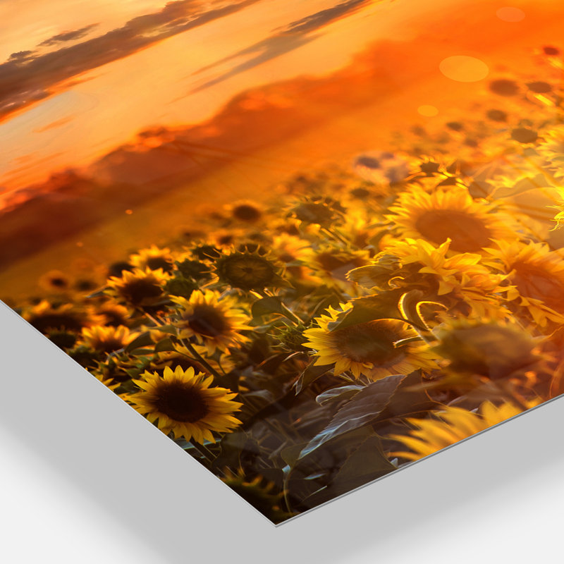 «Yellow Sunset over Sunflowers» - reproduction de photo sur toile tendue, H 30 po x l 40 po x P 1 po, Toile tendue