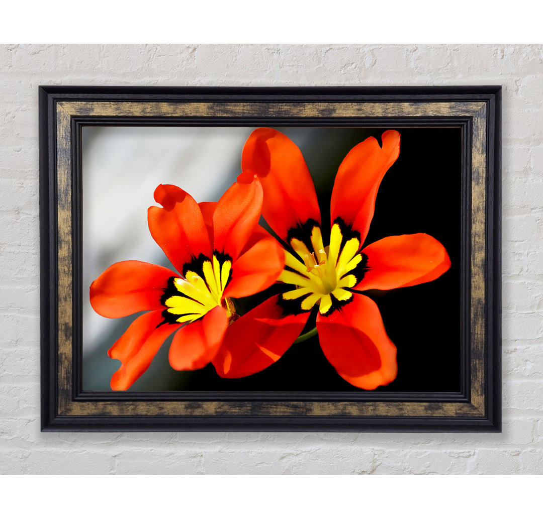 Orange Petaled Beauties - Einzelne Bilderrahmen Kunstdrucke