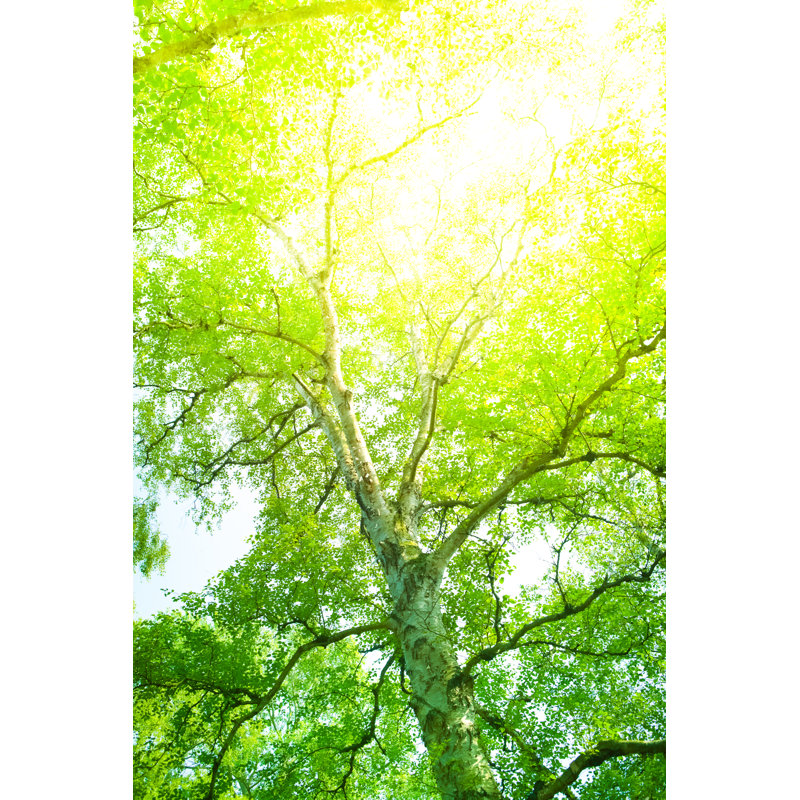 Branches d'arbres par Pawel Gaul, H 48 po x l 32 po