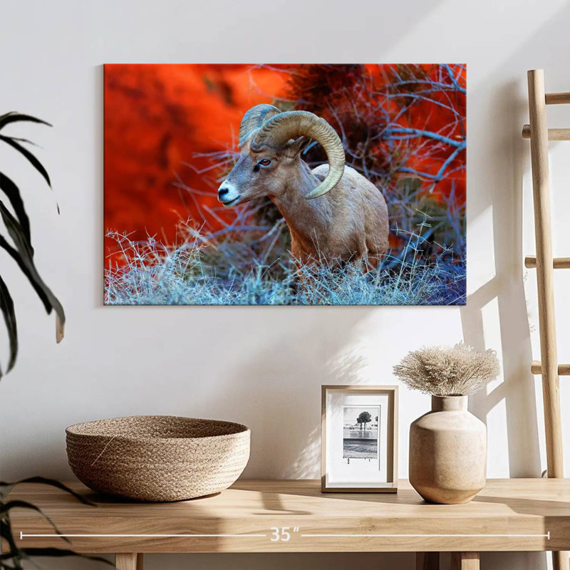 Bélier Brampt Bighorn Sheep, H 16 po x l 24 po