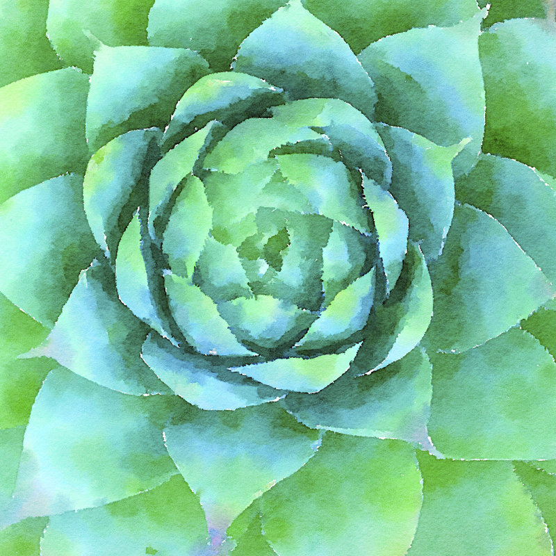 Succulente X by Vicki Gladle Bolick - Wrapped Canvas Painting, 122cm H x 122cm W