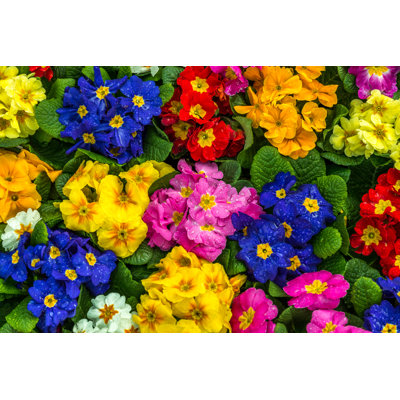 " Primulas "