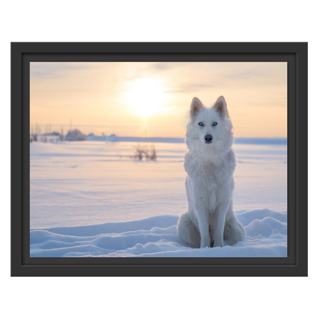 Gerahmtes Wandbild Weißer Wolf im Schnee