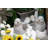 Dougherty Animals Figurines & Sculptures