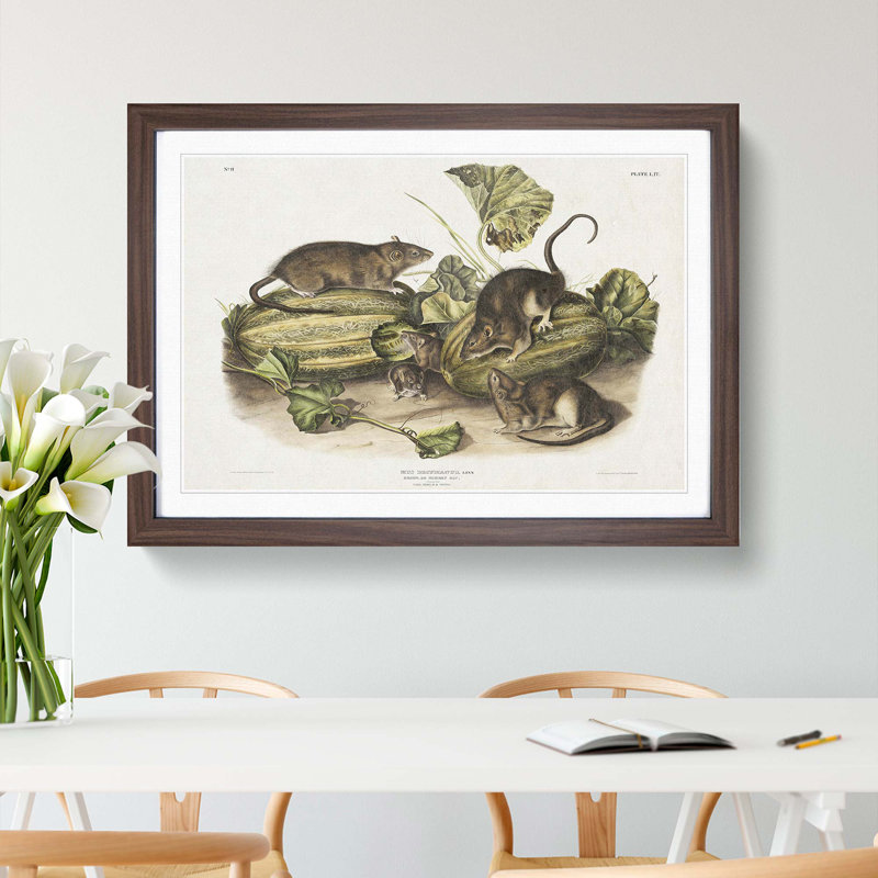 Brown Rats by J.W. Audubon - Picture Frame Graphic Art Print, Walnut Framed, 48cm H x 65cm W x 2cm D