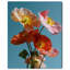 Poppy Bloom II Print by Oliver Gal-994229927-994229930