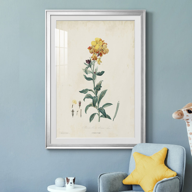Traditional Botanical III - reproduction de cadre photo, Chrome, H 24,5 po x l 18,5 po x P 1 po