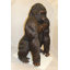 Statue en bronze King King - Taille: L 32 po x l 28 po x H 49 po.