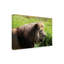 Art sur toile, «Bob Bob Langrish Lioness»-104134943