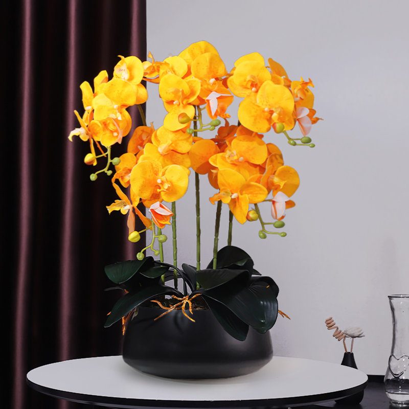Orchidée papillon