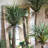 Faux Palm Tree in Pot-13162066