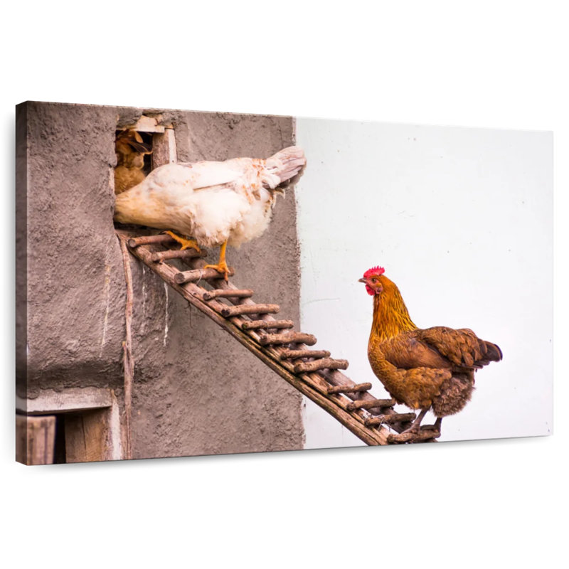 Brampt Chicken Coop, 32" H x 48" W