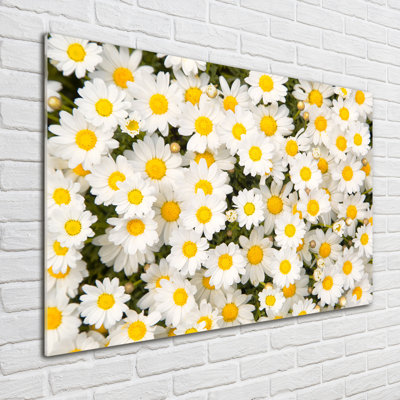 Daisies - No Frame Print on Glass