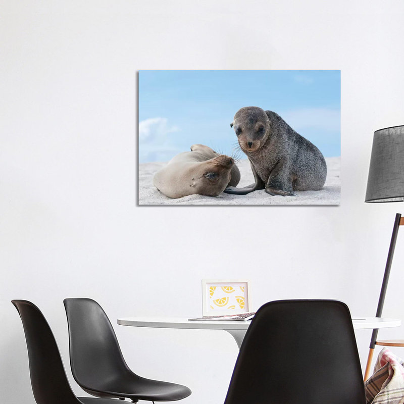Galapagos Sea Lion Female and Pup, Galapagos Islands, Ecuador 1 Piece Wrapped Canvas Wall Art