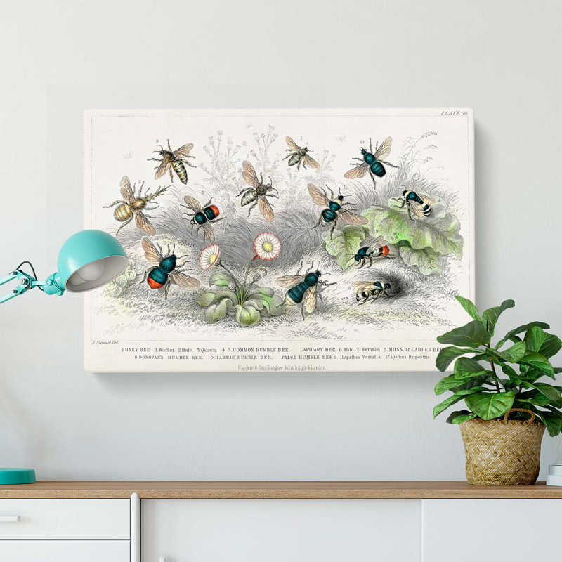 Assortment Of Bees by Oliver Goldsmith - Wrapped Canvas Painting, 35cm H x 50cm W x 3cm D