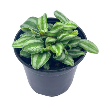 Peperomia Mini Watermelon, 4 Inch