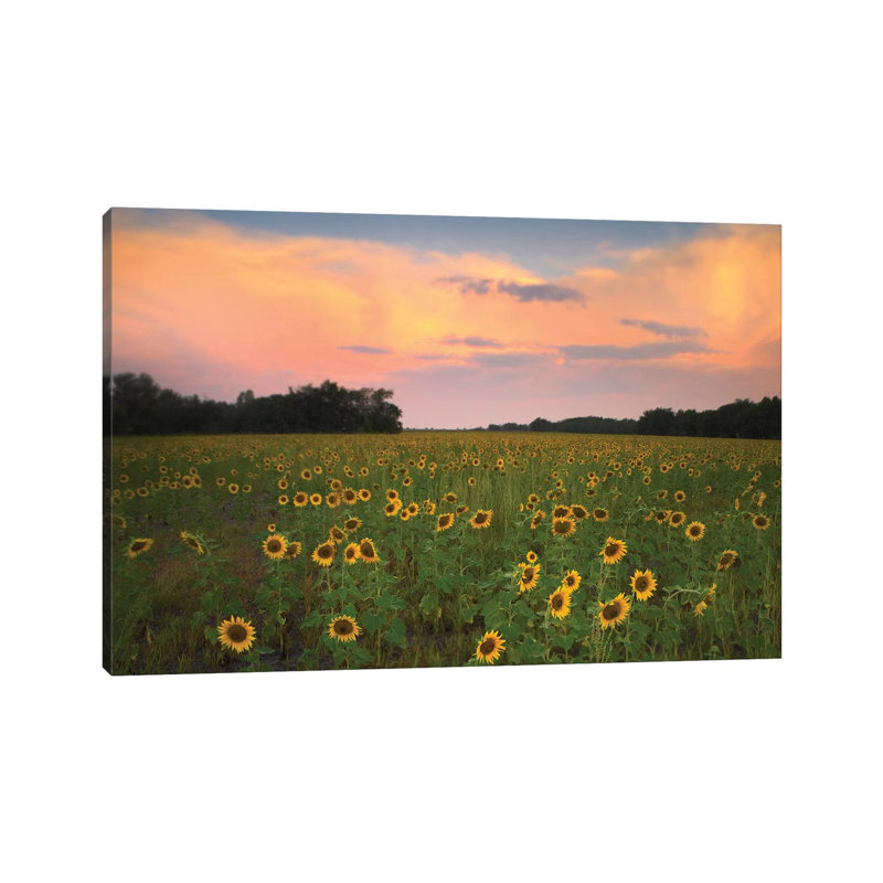 Common Sunflower Field Near Flint Hills National Wildlife Refuge, Kansas 1 Piece Wrapped Canvas Wall Art