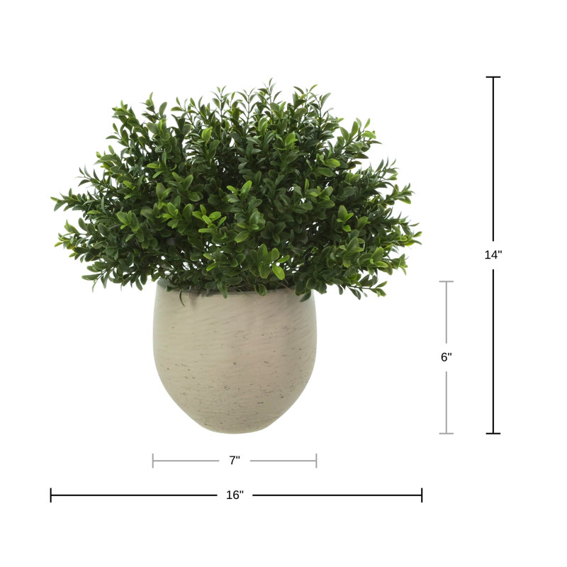 Outdoor UV-Rated Boxwood in Fiberstone Pot