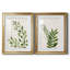 «Botanical Wash I», ensemble de 2 reproductions d'art sur toiles-455244312-455244319-455244318