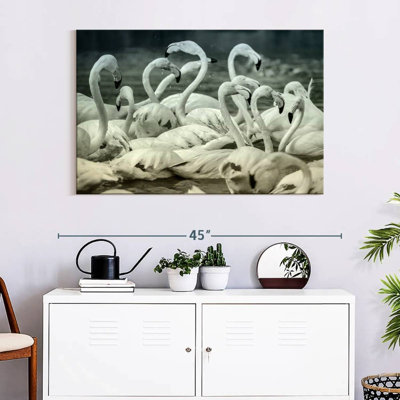 Flamants bruns sépia