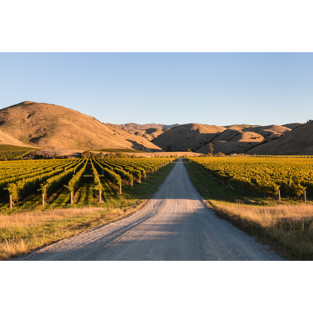 Leinwandbild Vineyards in Wither Hills, Neuseeland