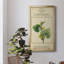 Linnaean Botany V - peinture sur toile encadrée-1000311544-1000311536