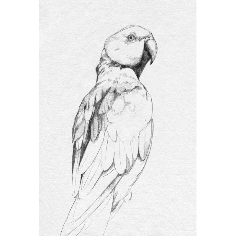 Parrot Portrait II by Emma Caroline - Painting, 76cm H x 51cm W, Black Floater Framed
