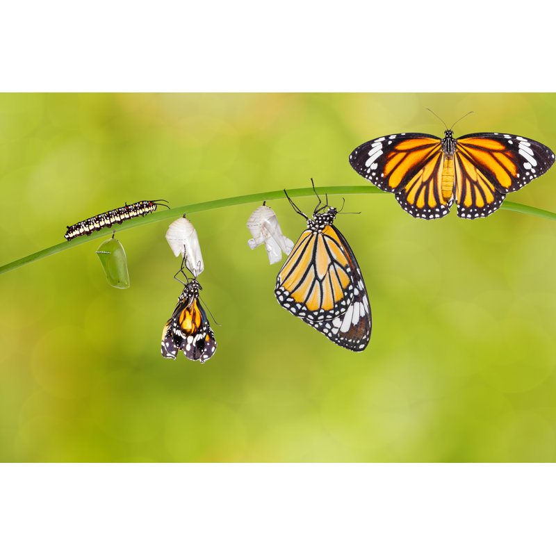 Papillon tigré commun - Photographie sur toile tendue, H 32 po x l 48 po