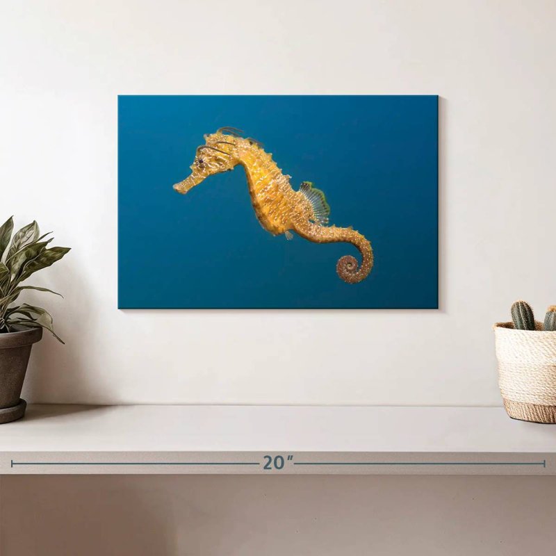 Hippocampe à museau court Brampt, H 8 po x l 12 po