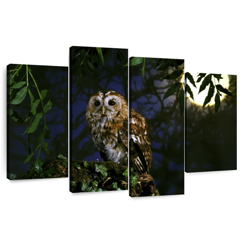 Brampt Tawny Owl, 42" H x 68" W