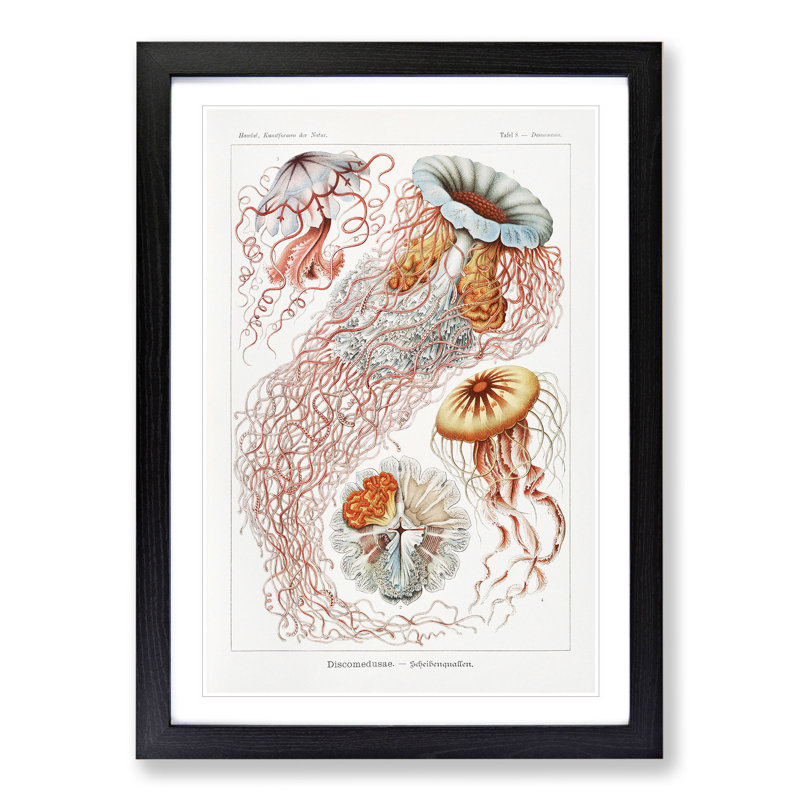 Discomedusae Jellyfish Vol.1 by Ernst Haeckel - Picture Frame Graphic Art, Black Framed, 48cm H x 36cm W x 2cm D