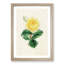 Illustration of a Yellow Rose - Picture Frame Painting Print-55579654-55579653