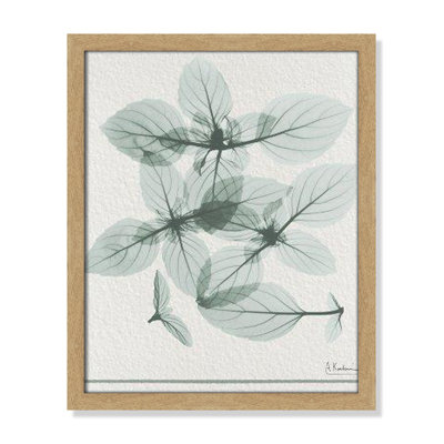 Jeanette "Basil Ocimum Basilicum" Painting