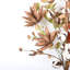 Arrangement de faux coton longue tige