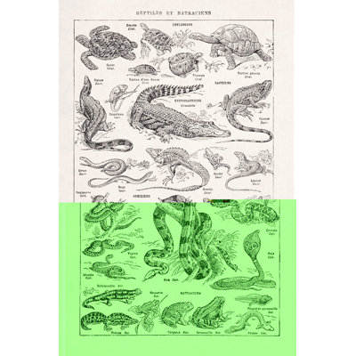 Illustration sur les reptiles