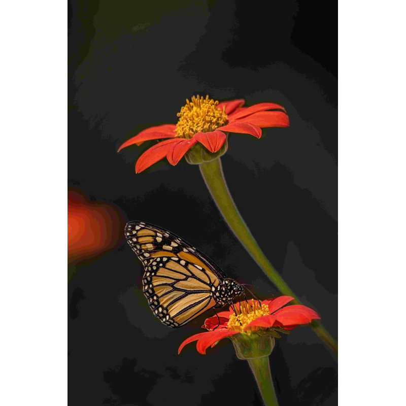 Portrait de papillon X, H 18 po x l 12 po