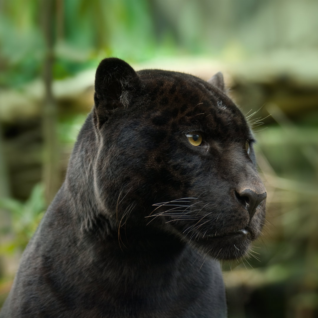 Closeup Of Black Panther von - Leinwandbild