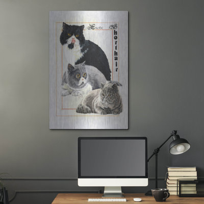 " Exotic Shorthair " by Barbara Keith