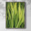 «Blades of Grass II», reproduction encadrée - bois massif-1623694596