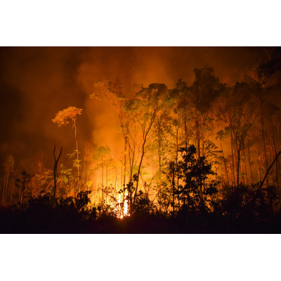 Burned In The Amazon - Wrapped Canvas Print