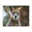 Drôle de Wallaby