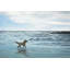 Chien sur la plage - animaux bleus-1561596966