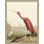 Audubon Ibis 2 Print