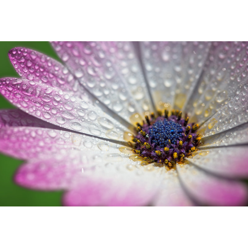 Pink Gerber Daisy Macro 1 Piece Wrapped Canvas Wall Art, 81cm H x 122cm W